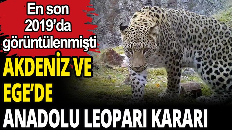 Ege ve Akdeniz'de Anadolu Leoparı kararı