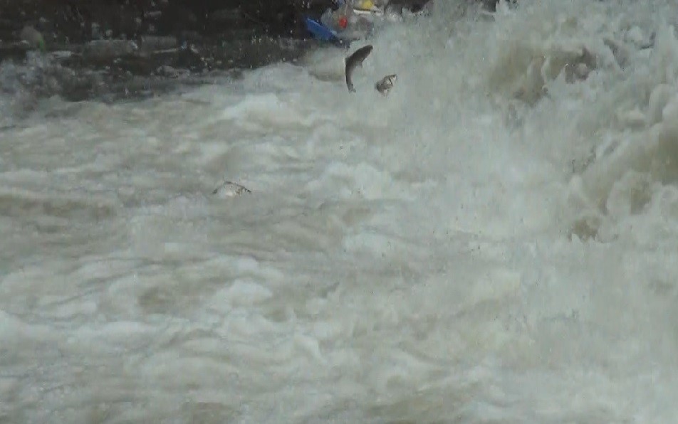 'Ölüm' göçü başladı