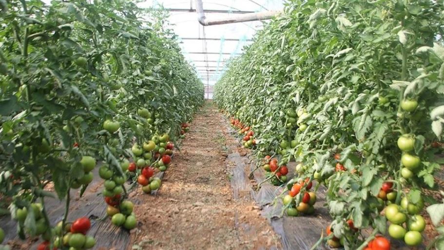 Batı Akdeniz'in ihracat gözdesi Rusya