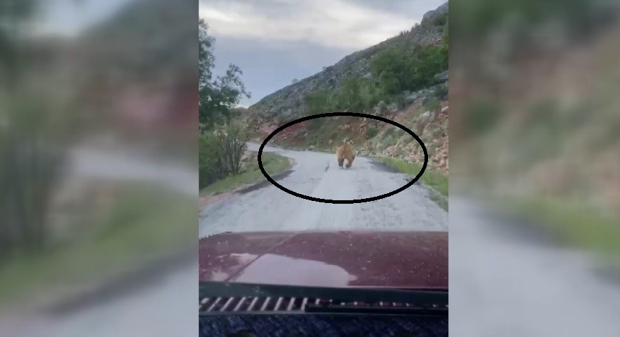 Yola inen bozayı kameraya yakalandı