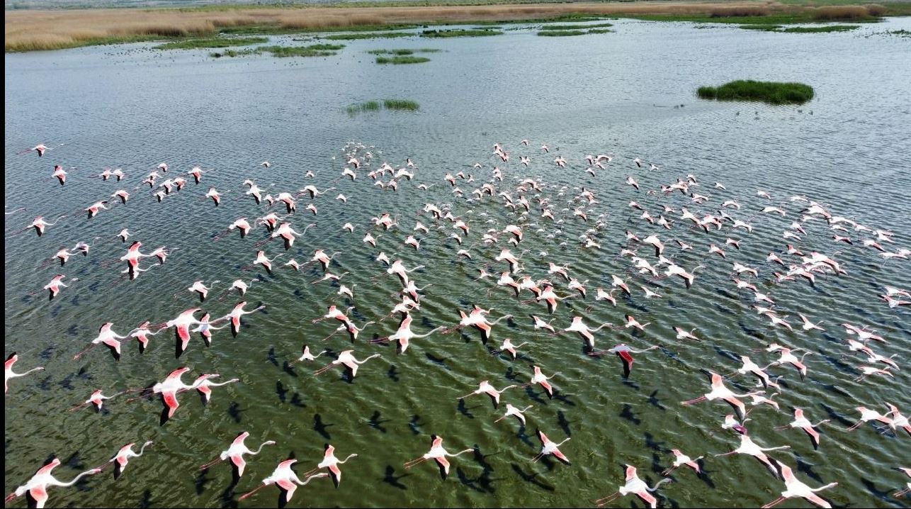 Flamingolar göç yolunda