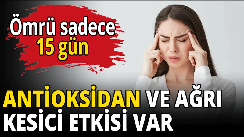 Ağrı kesici ve antioksidan etkiye sahip