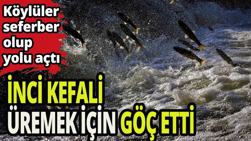 İnci kefalleri için seferber oldular