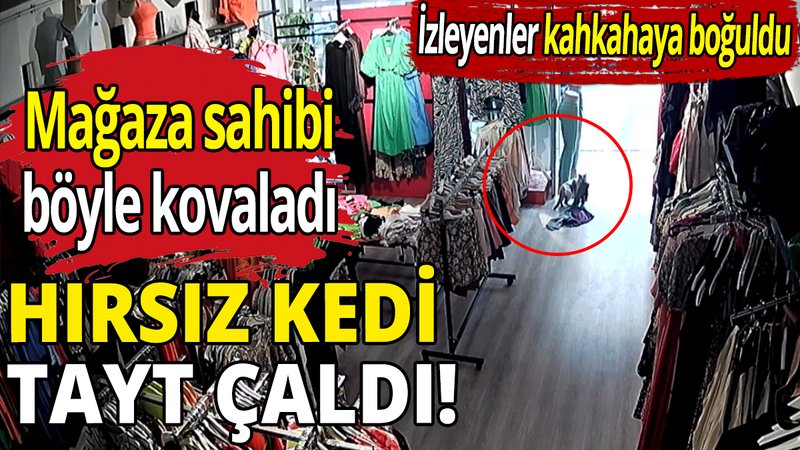 Hırsız kedi iş başında!