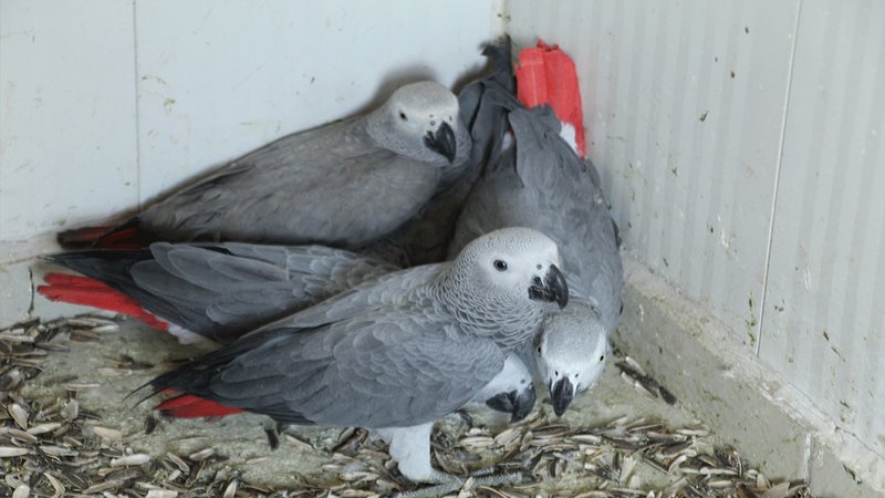 Kaçak getirilen 5 papağan ele geçirildi