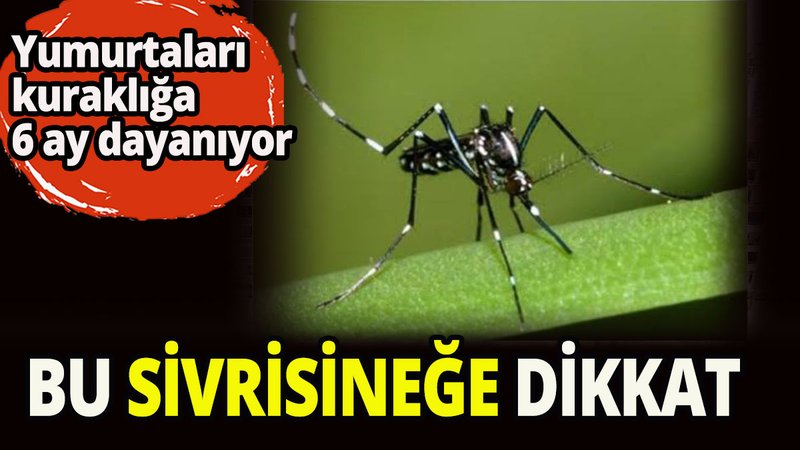 Bu sivrisineğe dikkat