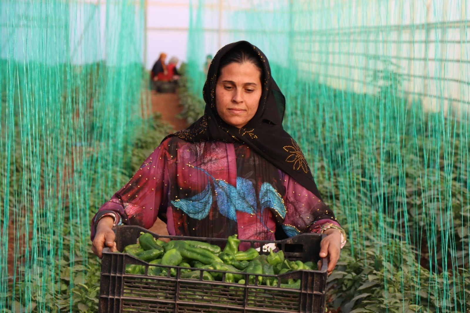 Tarımsal girdi fiyat endeksi yıllık yüzde 49,70 arttı