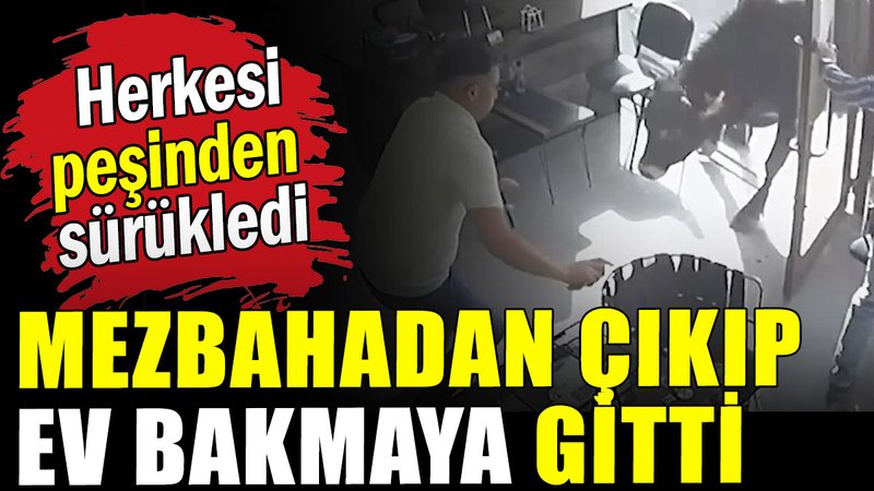 Mezbahadan kaçan dana bakın nereye girdi ?