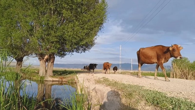 Mera kullanımına ceza
