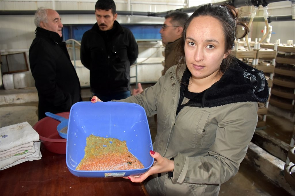 Varto'da alabalık sağımı