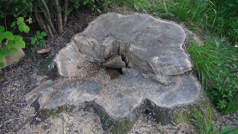 150 yıllık çınar ağaçlarını çaldılar