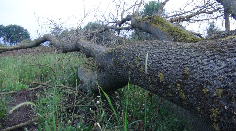 150 yıllık çınarları çaldılar
