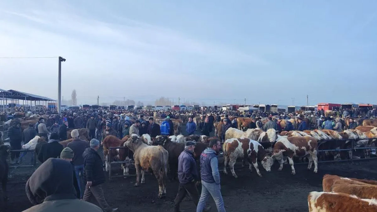 Sivas'ta şap alarmı: Bütün hayvan pazarları kapatıldı