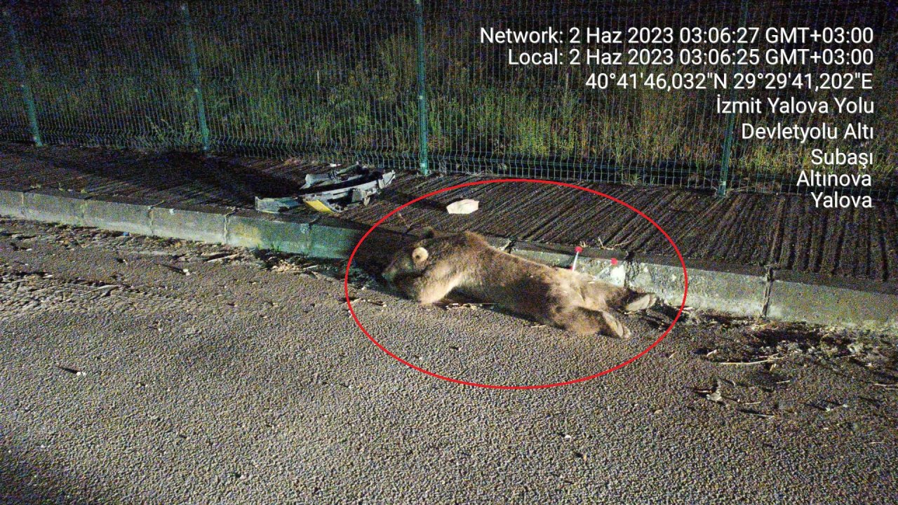 Ayıya taksi çarptı