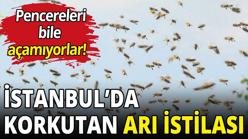 İstanbul’da korkutan arı istilası