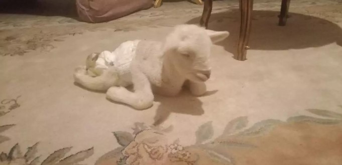 Bacakları ters doğmuştu: Türkiye’de ilk defa yapılan ameliyatla tedavi oldu!