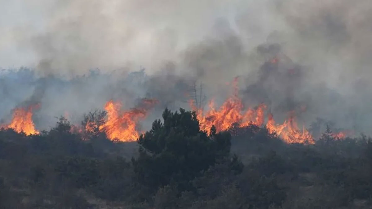 Kilis'te orman yangını
