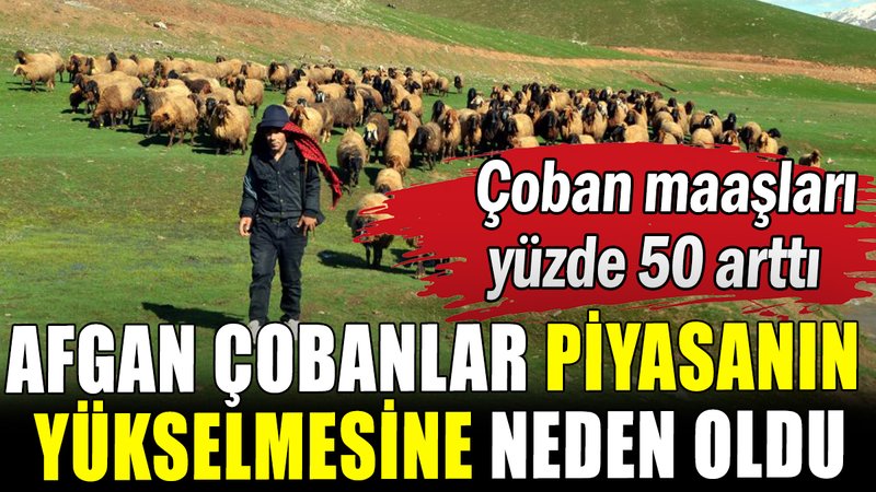 Afgan çobanlar piyasayı domine etti