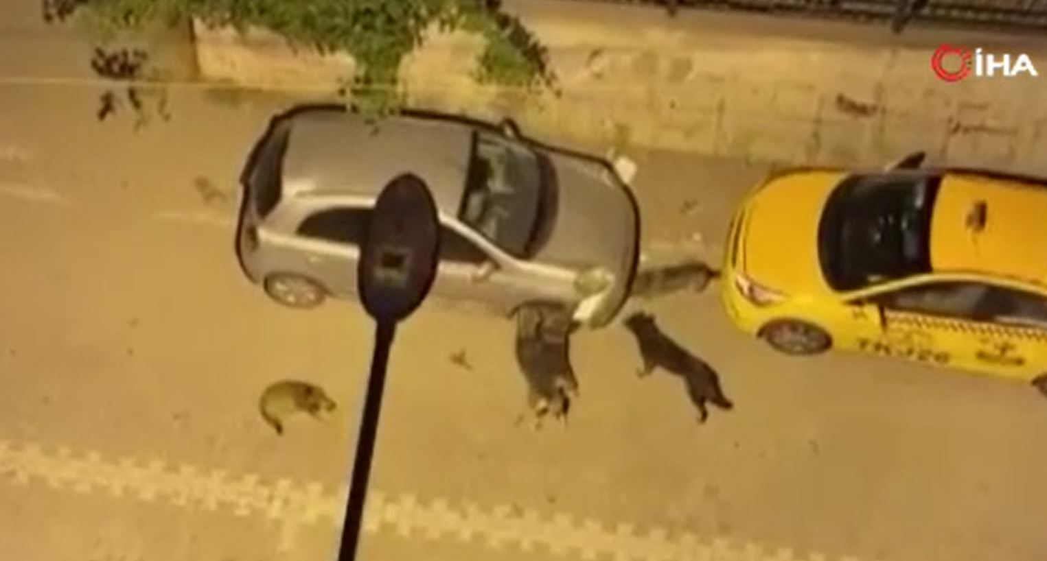 Sokak köpekleri otomobili parçaladı