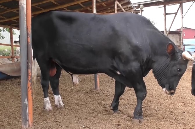 1,3 tonluk kurbanlık "Toro" servet değerinde