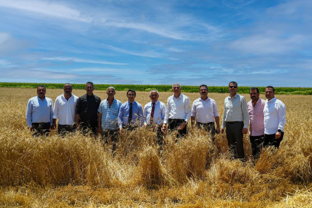Cezaevi arazilerine ekilen buğdayın hasadı yapıldı