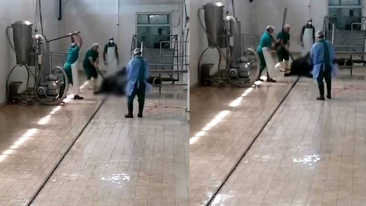 Adana Et Kombinası Müdürlüğünde hayvana yönelik şiddetle ilgili 2 kişi gözaltına alındı