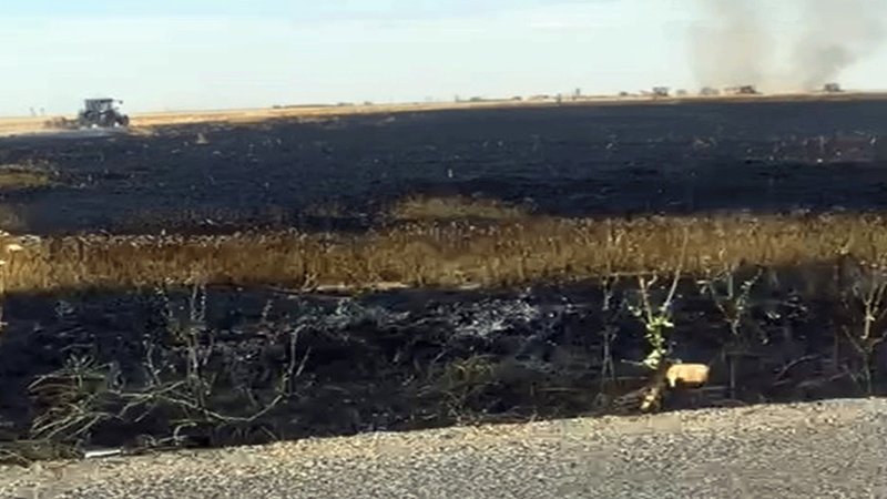 50 dönüm ekili buğday yandı