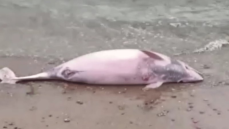 Beykoz’da ölü yunus kıyıya vurdu