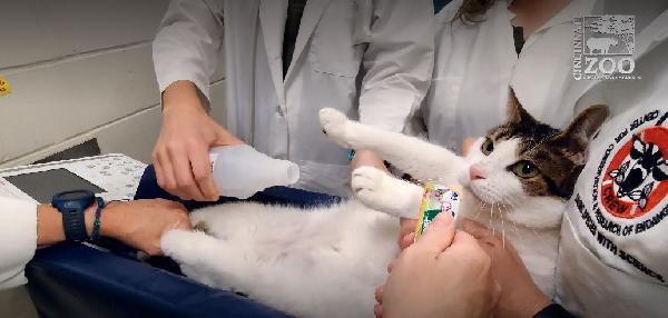 ABD'li bilim insanları, kedileri ameliyatsız kısırlaştıran gen terapisi geliştirdi