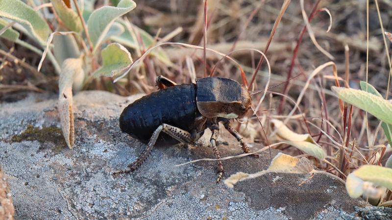 Çok nadir bulunan çekirge Kilis'te görüldü