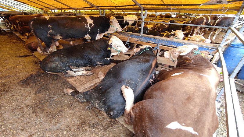 Kurban pazarlarında büyükbaşların yüzde 80'i satıldı