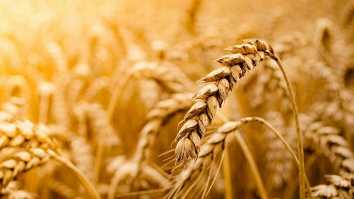 BM, tahıl girişimini hızlandırma ve uzatma çağrısı yaptı