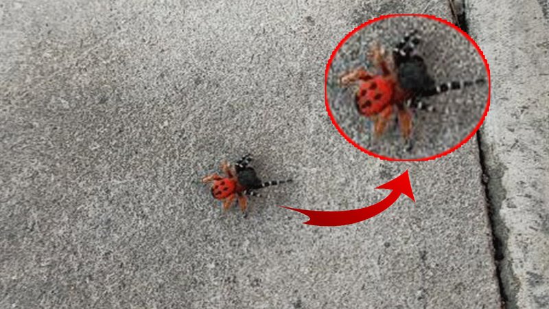 O ilde zehirli uğur böceği örümceği paniği