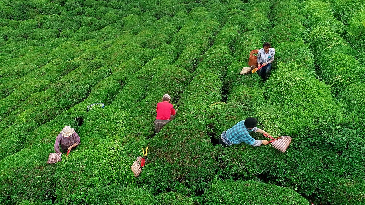 Rize'nin çay ihracatı milyon dolarları aştı