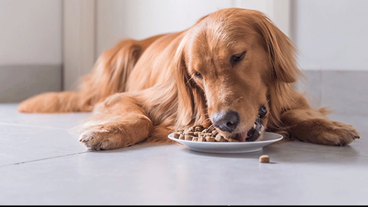 Köpeğinize sakın yedirmeyin! Ölümcül