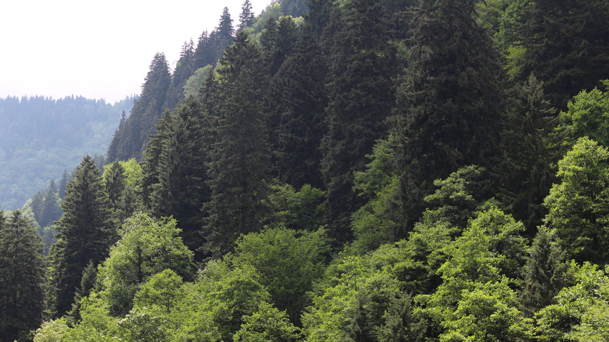 Çanakkale'de ormanlara giriş 15 Eylül'e kadar yasak