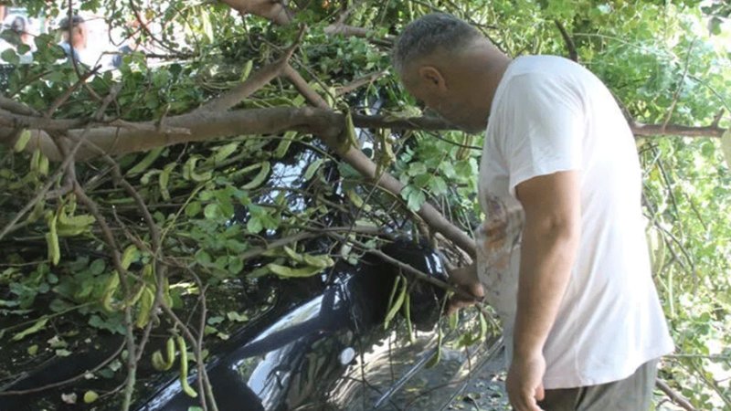 Tatile gitti aracına ağaç devrildi