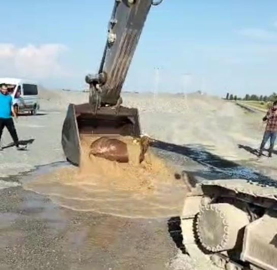 Su kanalına düşen dana kepçeyle kurtarıldı