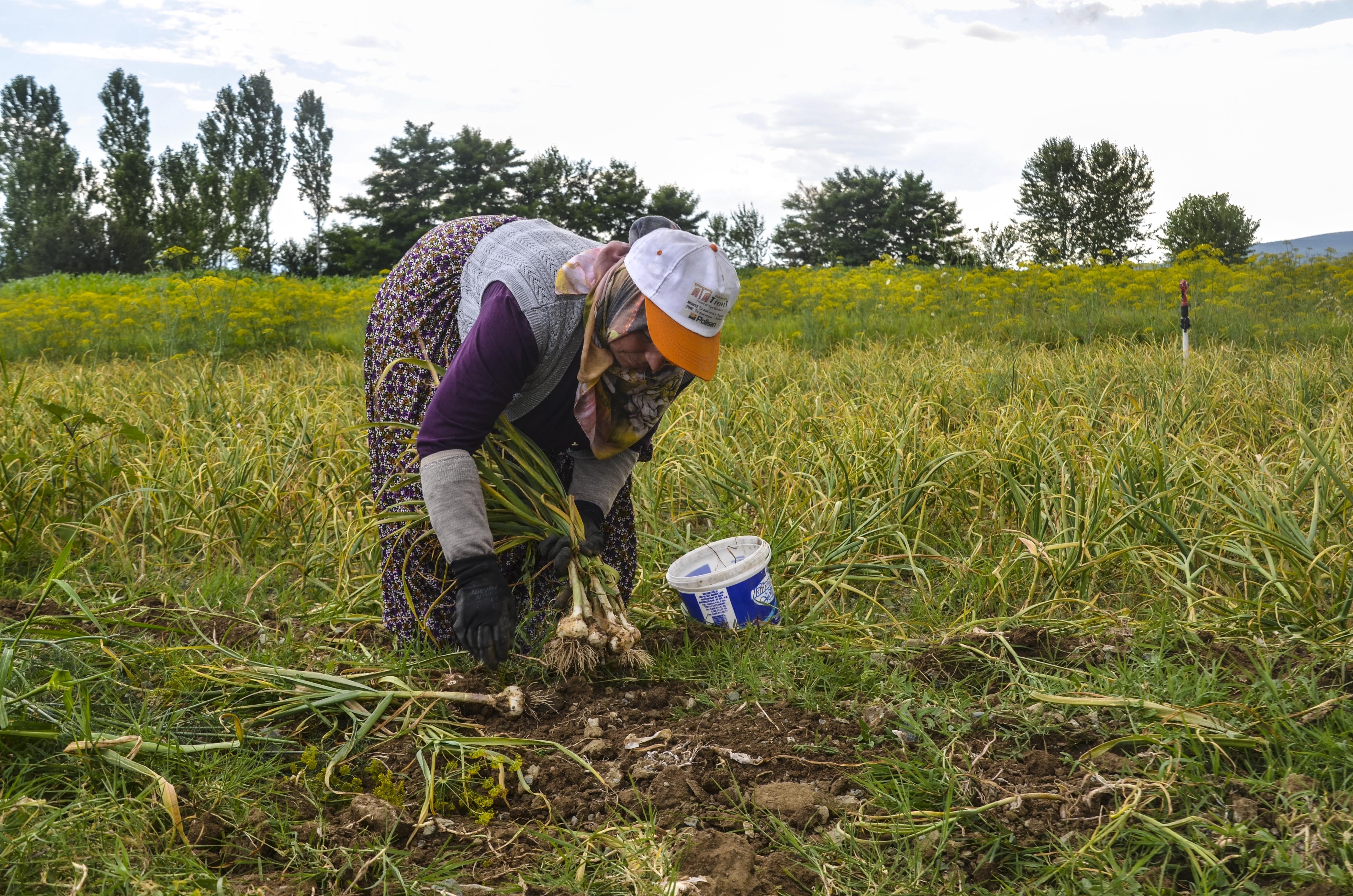 Sarımsak işçilerinin günlük yevmiyesi 300 lira olarak belirlendi