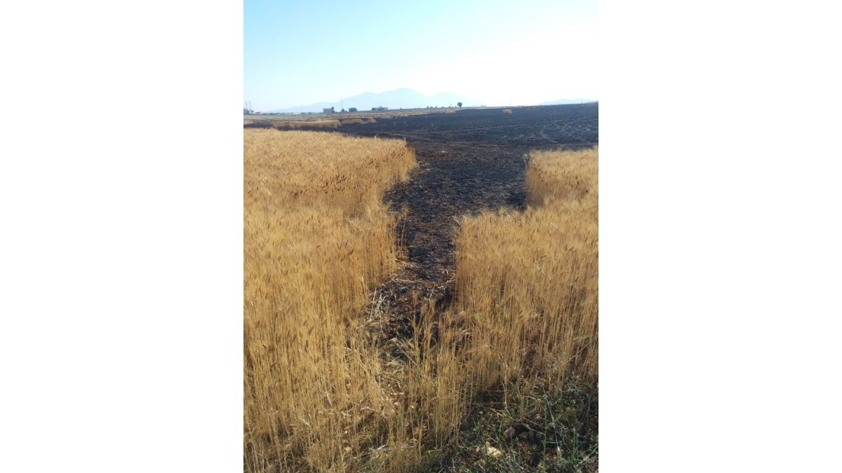 Ekili arazide çıkan yangında 60 dönüm buğday kül oldu