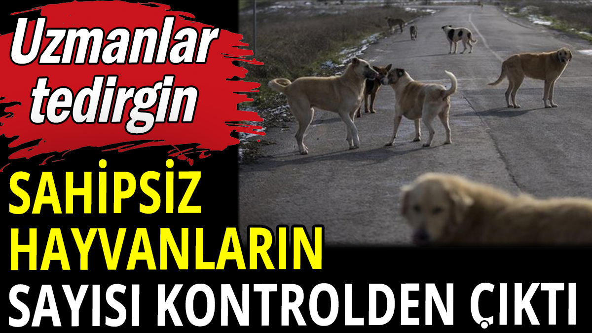 Sahipsiz hayvan sayısı kontrolden çıktı