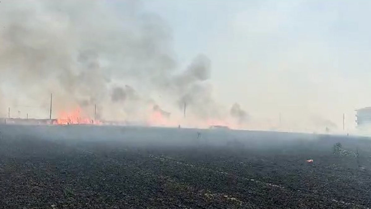 Tekirdağ'da 20 dönüm arazi küle döndü