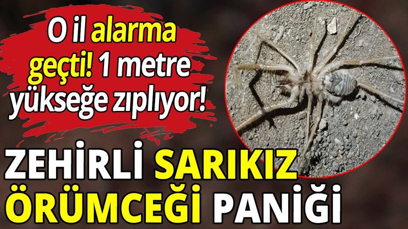 Zehirli 'Sarıkız örümceği' paniği