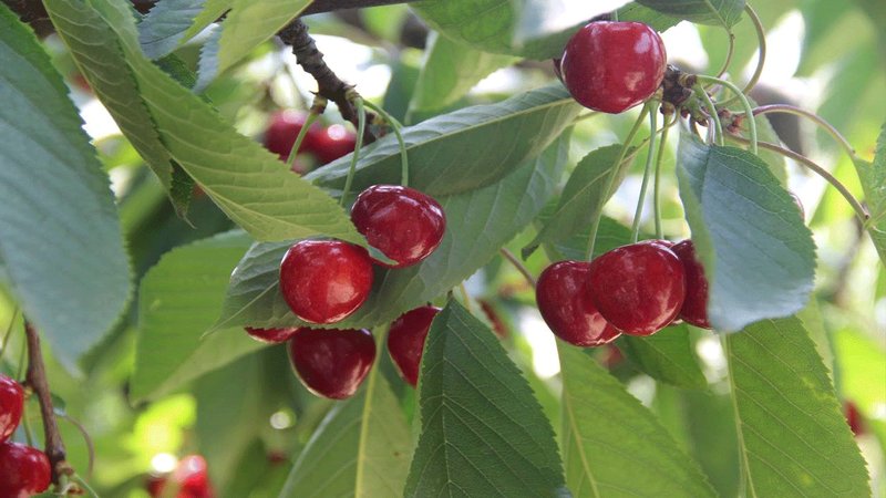 Üreticiler kirazı satmama karar aldı