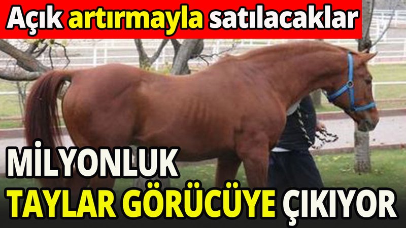 Milyonluk Arap tayları görücüye çıkıyor