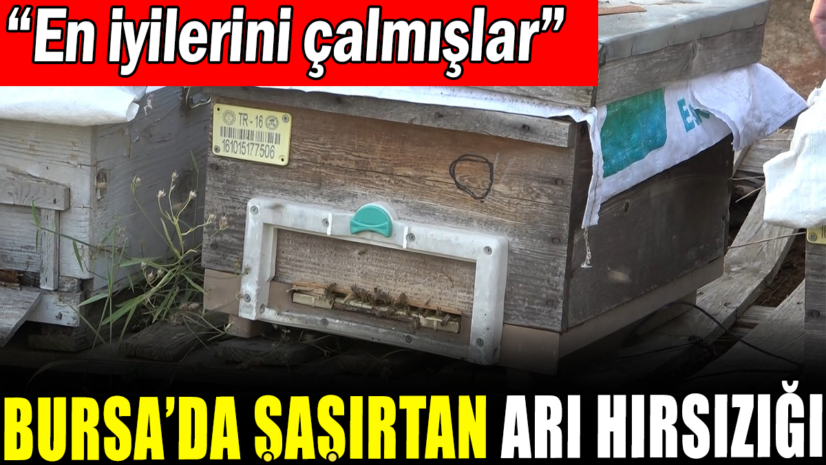 Bursa'da şaşırtan arı hırsızlığı