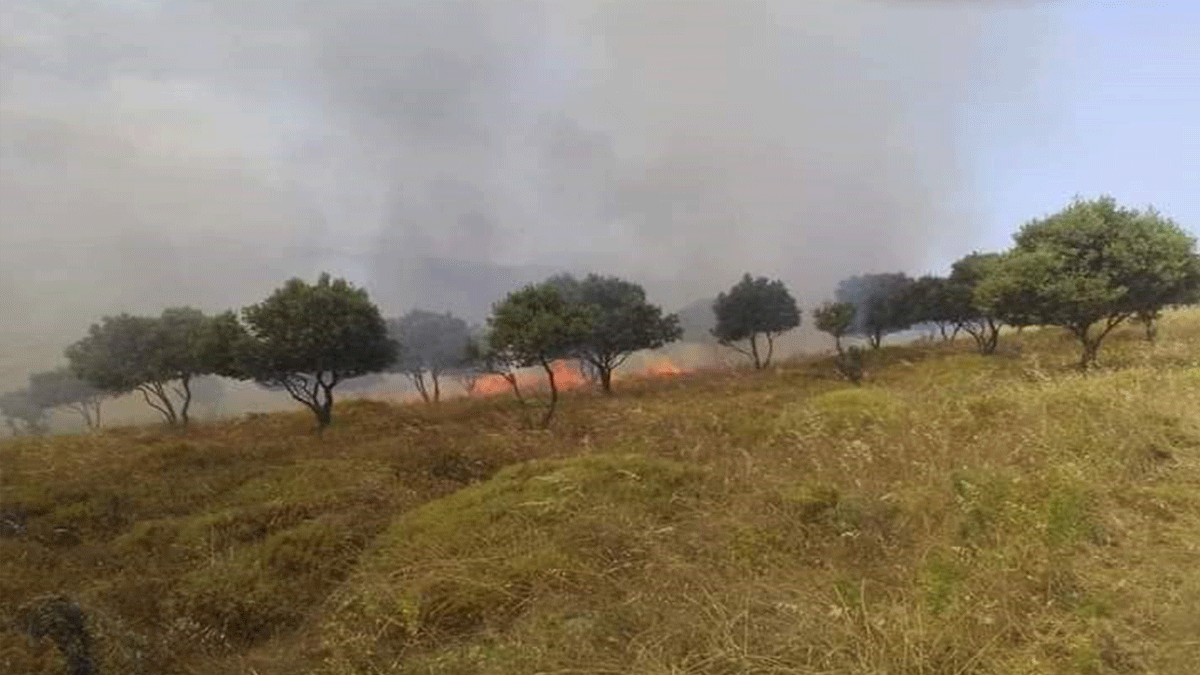 Paşalimanı adasında yangın