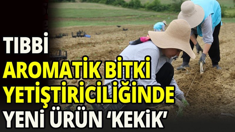 Tıbbi aromatik bitki yetiştiriciliğinde yeni ürün: kekik