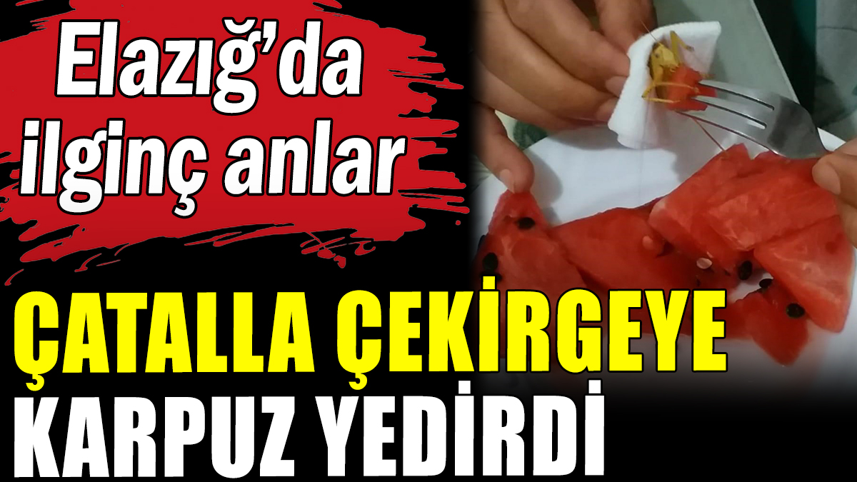 Çatalla çekirgeye karpuz yedirdi