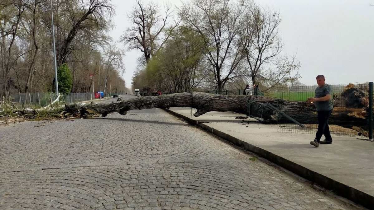 Kökünden kopan ağaç vatandaşları ezdi: 2 yaralı